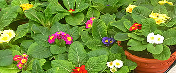 Primulas