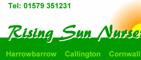 Rising Sun Nurseries callington Cornwall