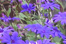 Hanging Baskets 