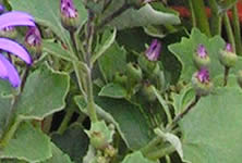 Cucumber, Marrow and Squash Plants