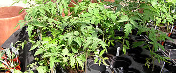 Tomato Plants 