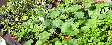 Vegetable Plants